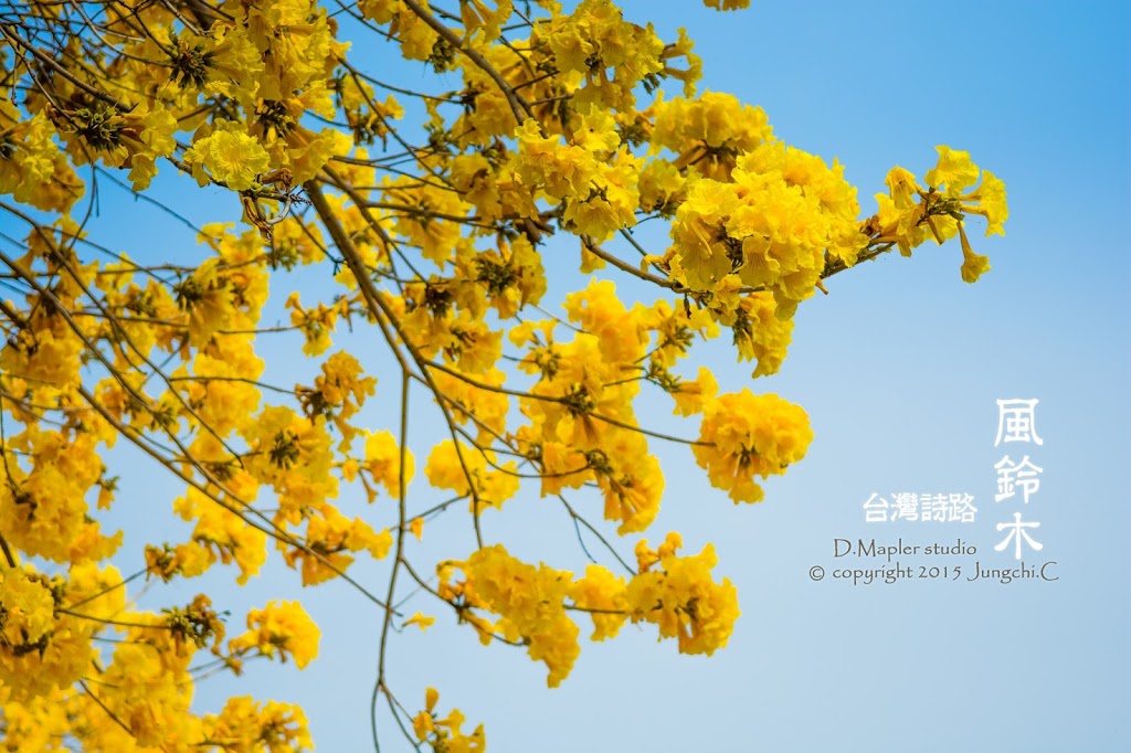 台南鹽水｜台灣詩路賞風鈴木、木棉花