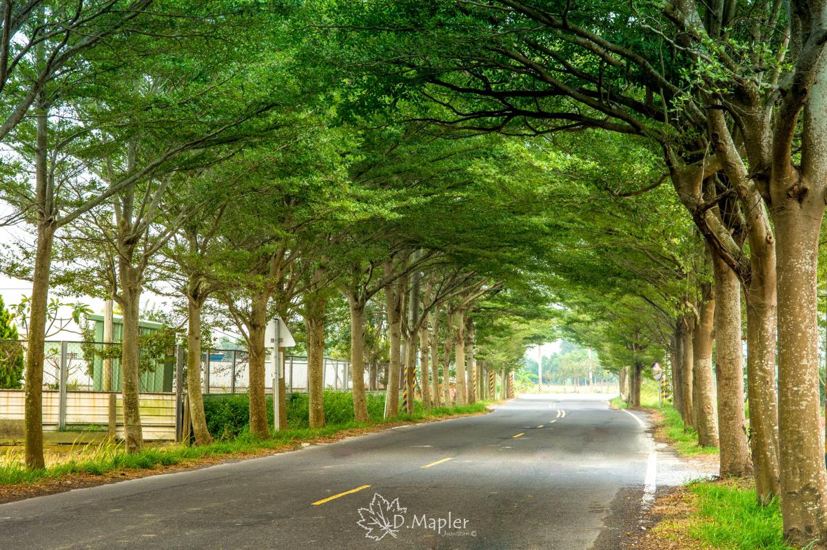 嘉義新港｜微笑大道