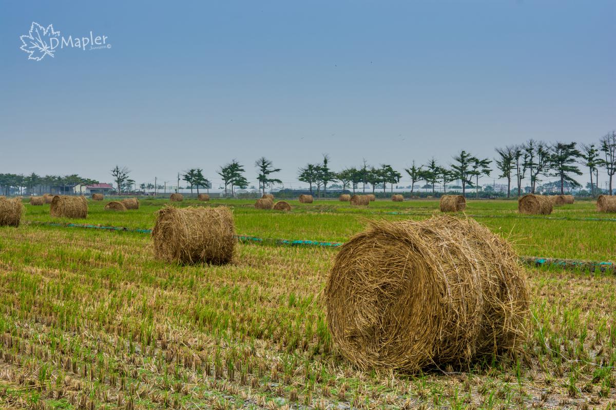 嘉義新港｜微笑大道｜小葉欖仁樹大道