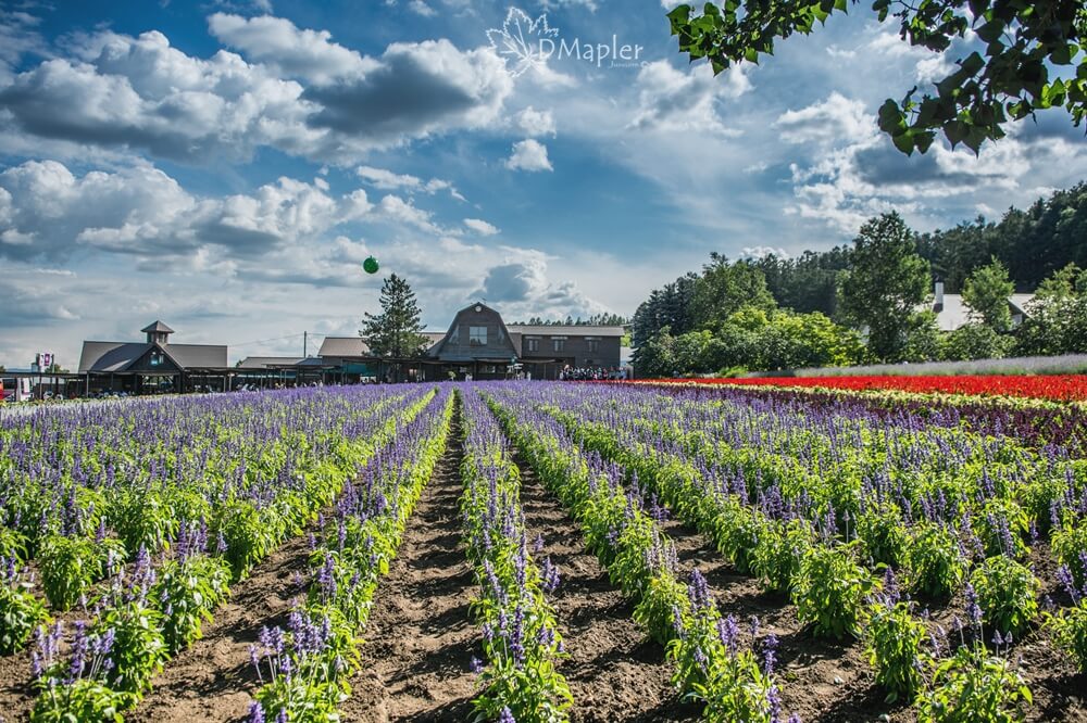 日本北海道｜富良野必去薰衣草田-富田農場｜享受天然的薰衣草芬芳