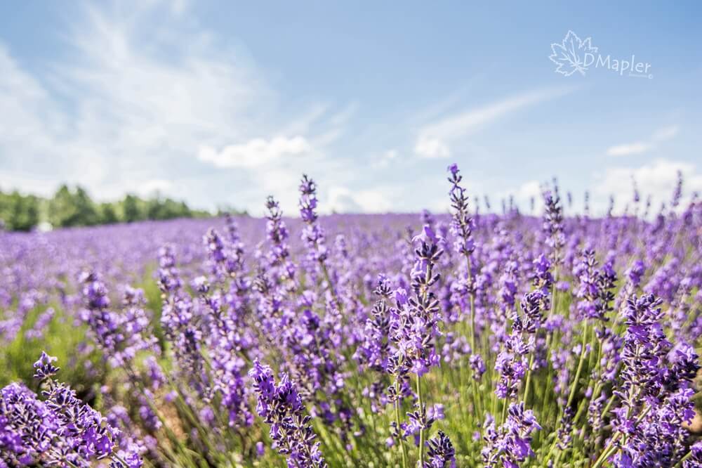 日本北海道｜夏日的四季彩之丘花海