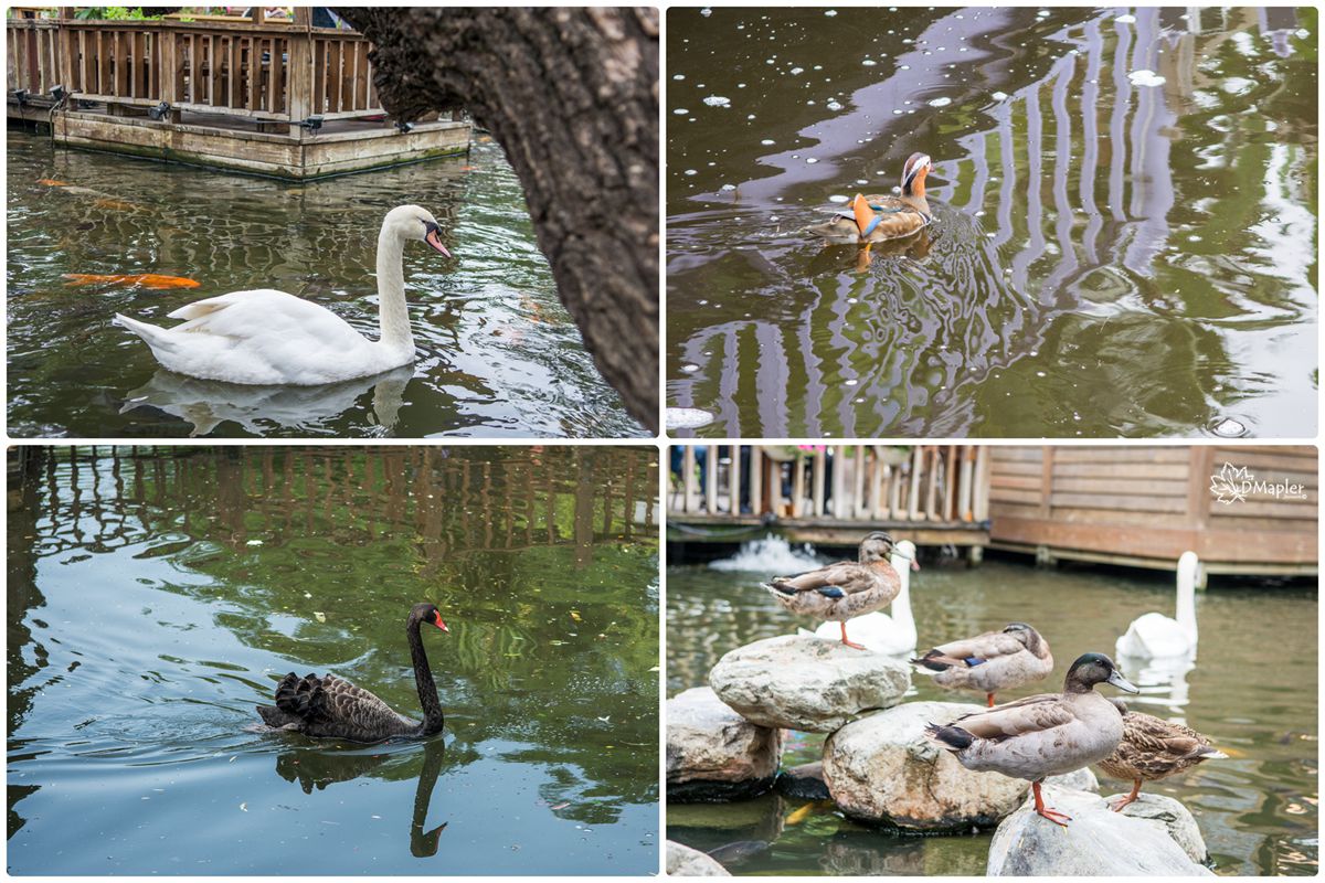 淨園機場咖啡休閒農場