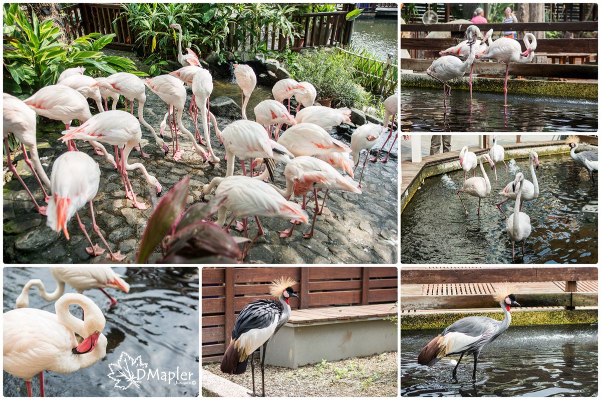 淨園機場咖啡休閒農場