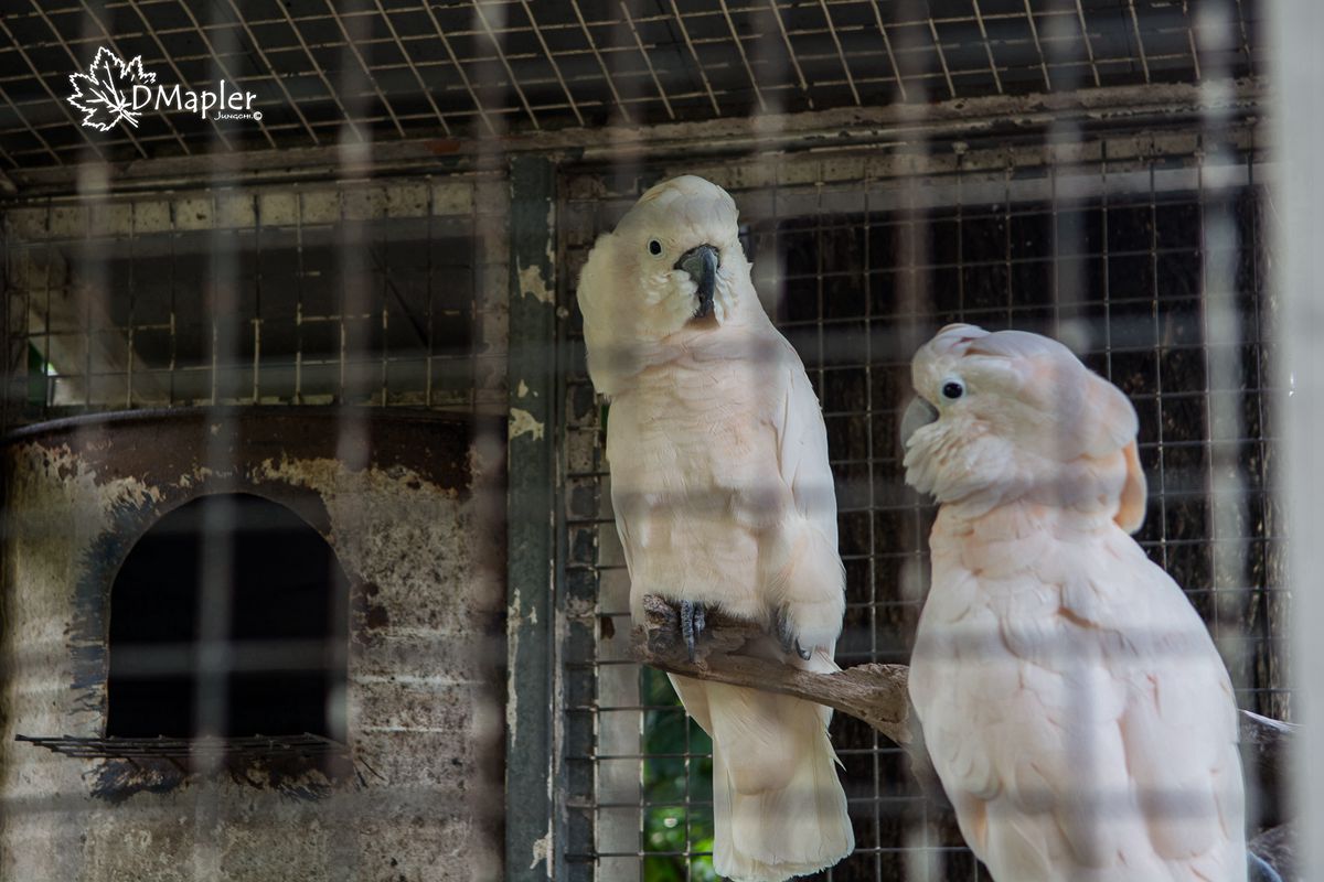 淨園機場咖啡休閒農場