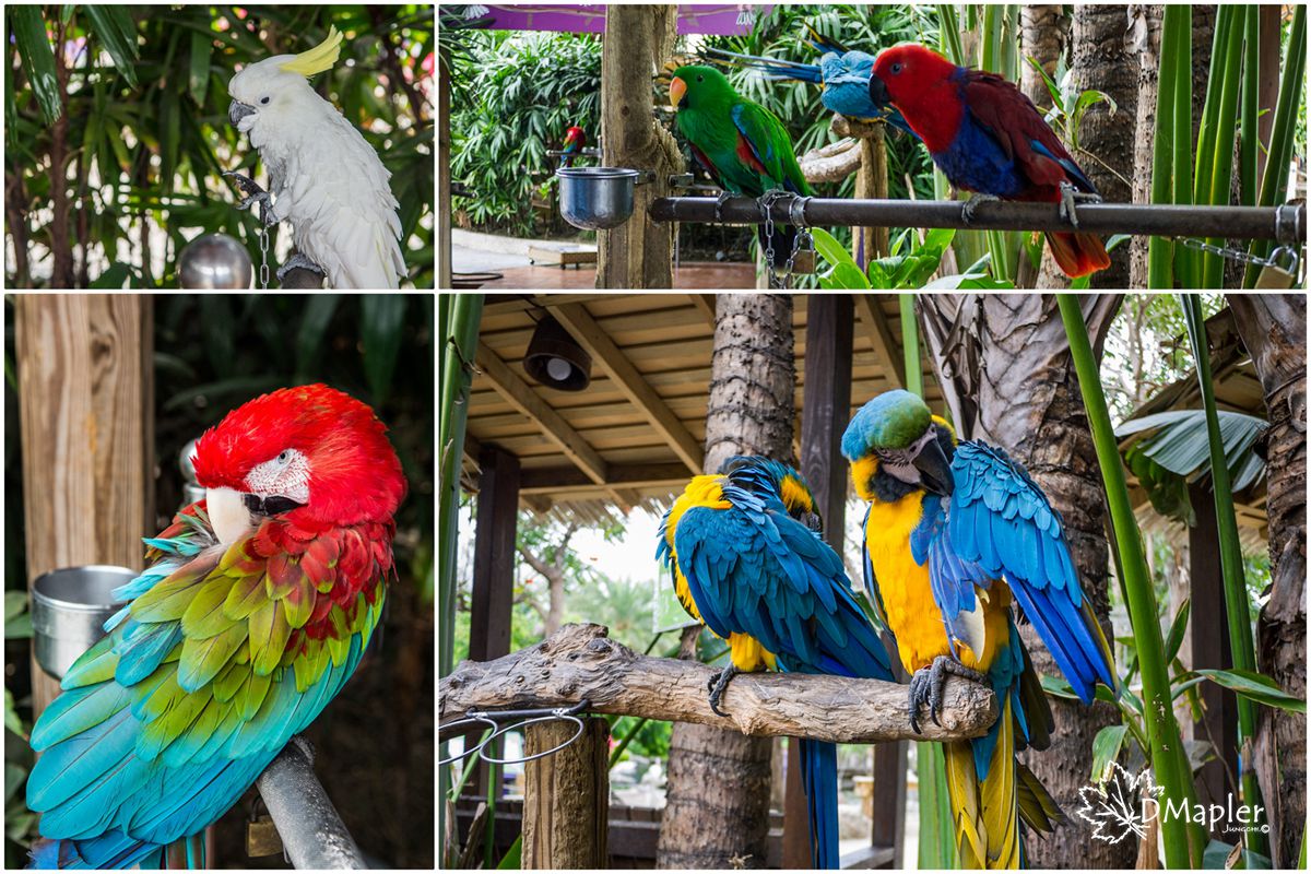 淨園機場咖啡休閒農場