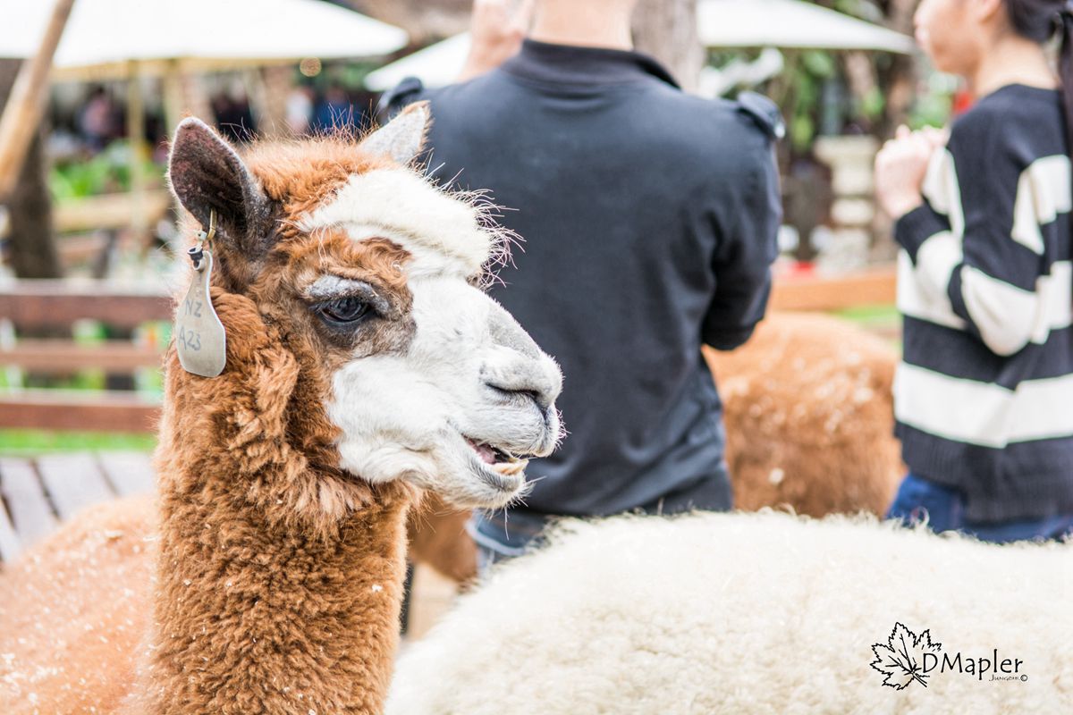 淨園機場咖啡休閒農場