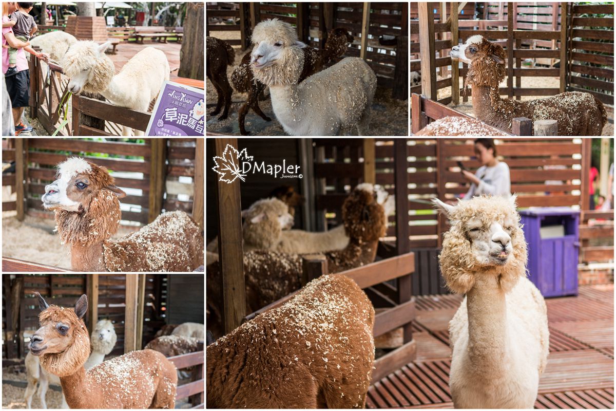 淨園機場咖啡休閒農場