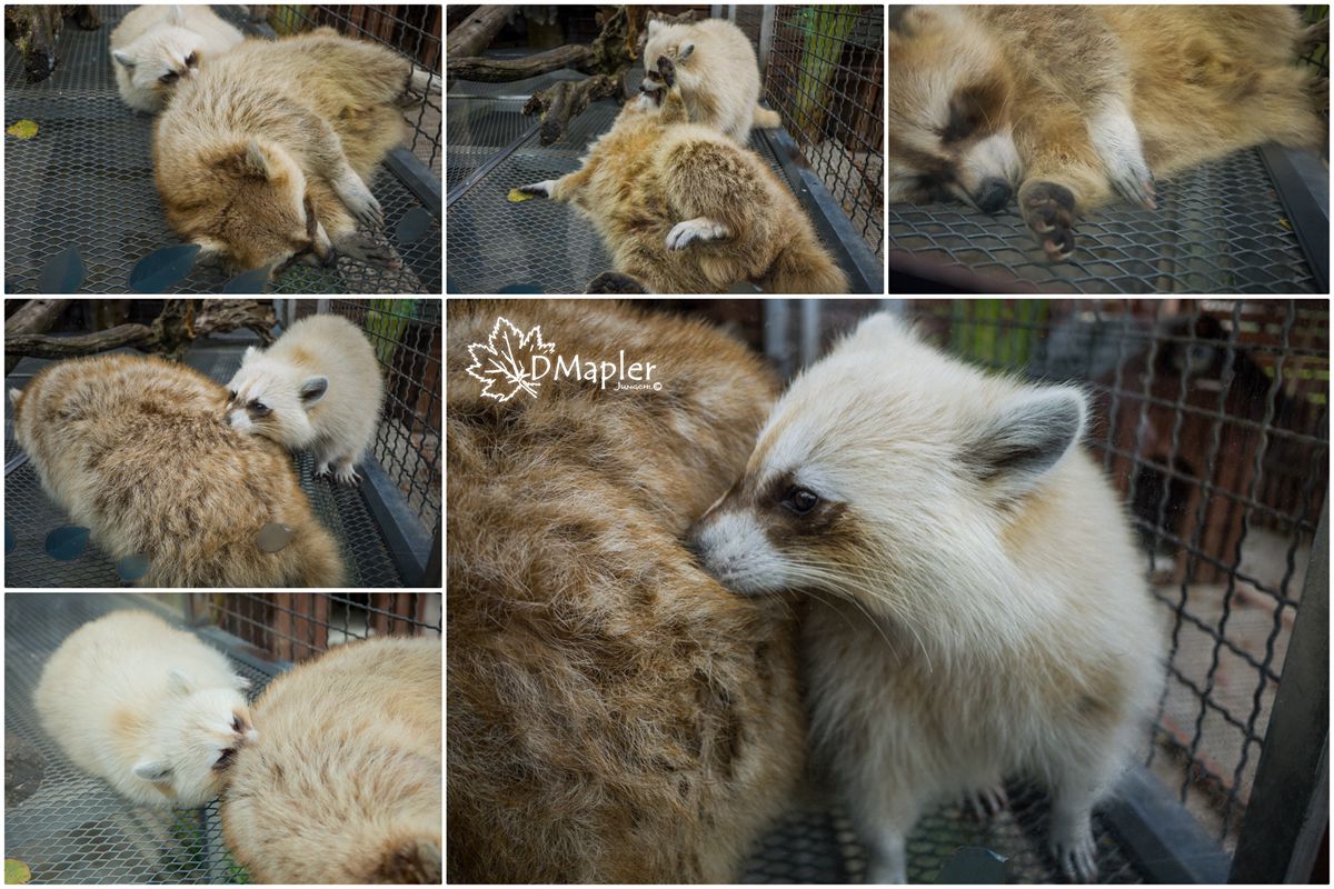 淨園機場咖啡休閒農場