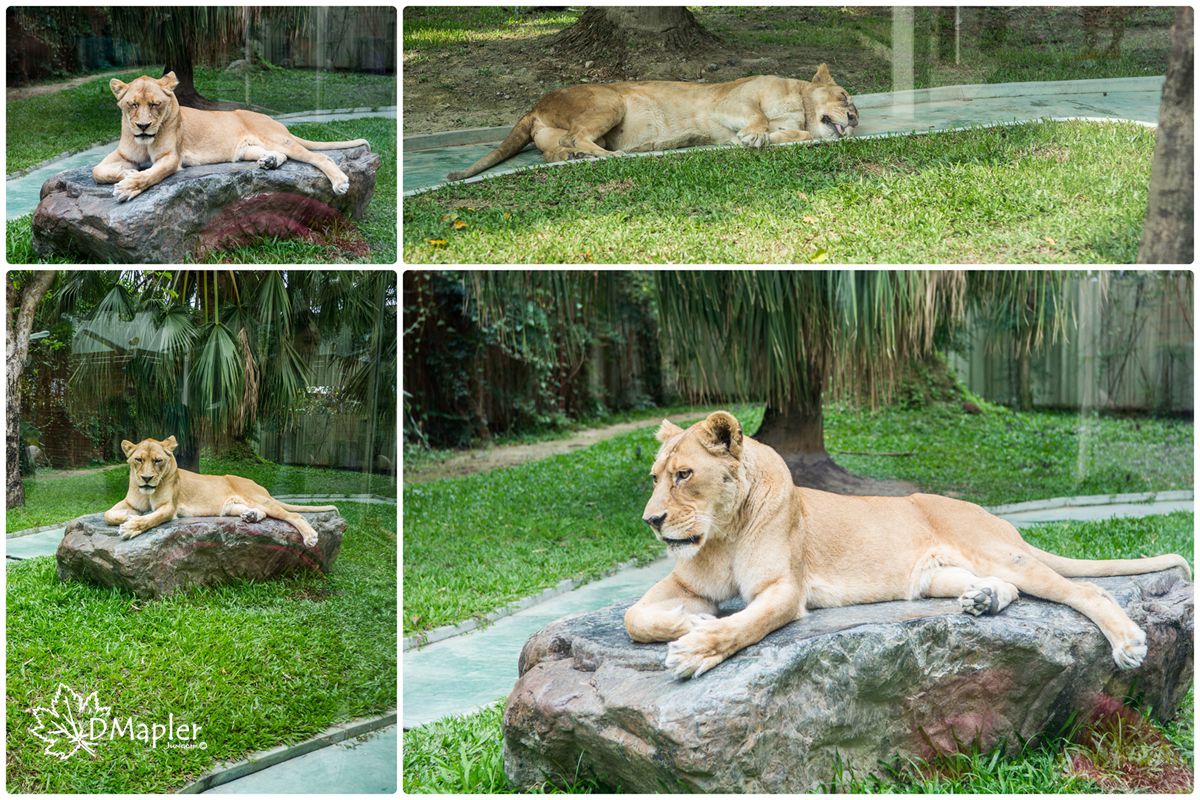 淨園機場咖啡休閒農場