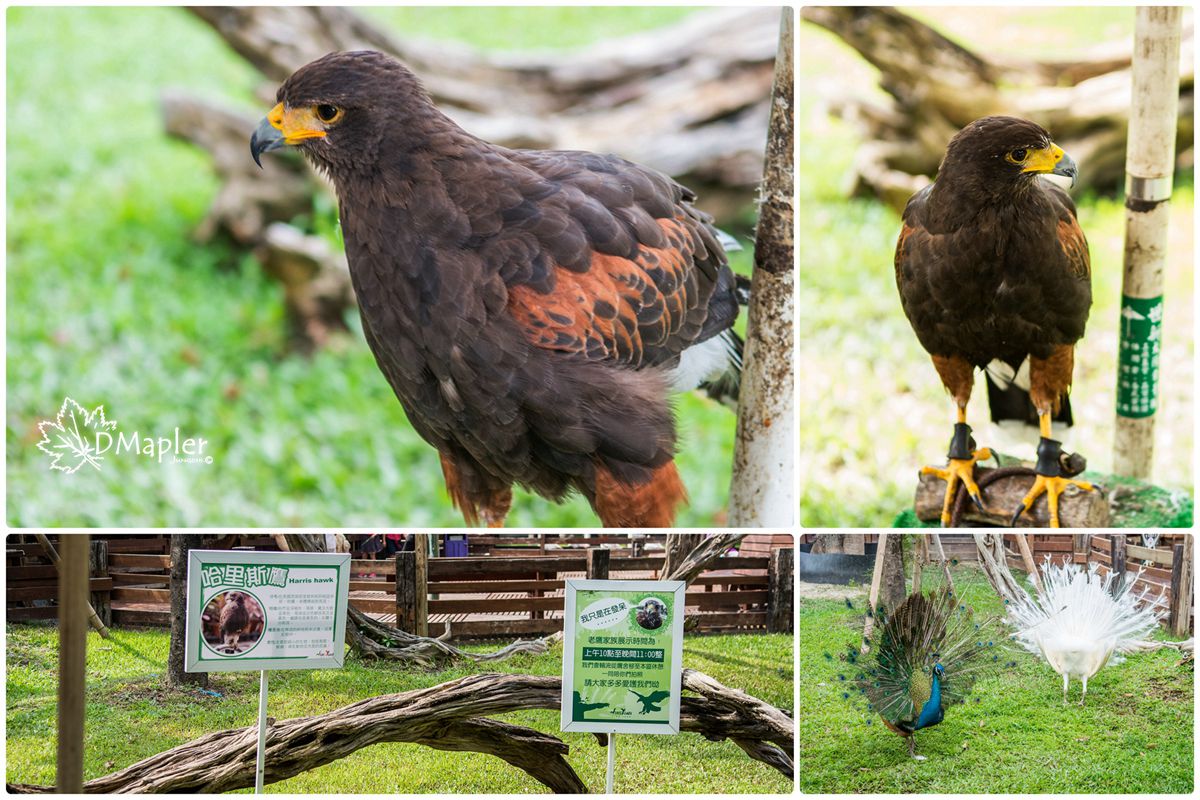 淨園機場咖啡休閒農場
