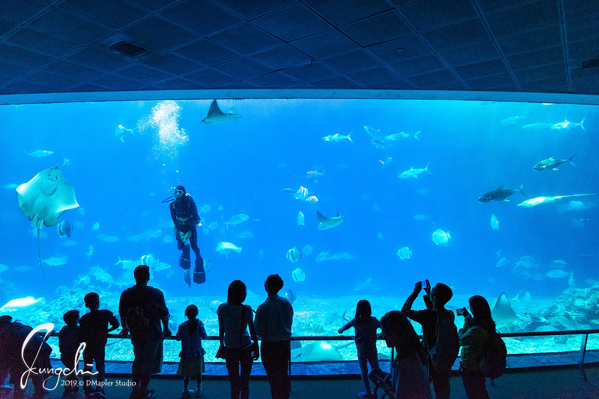 屏東車城|國立海洋生物博物館|南台灣最熱門親子景點、夜宿海生館