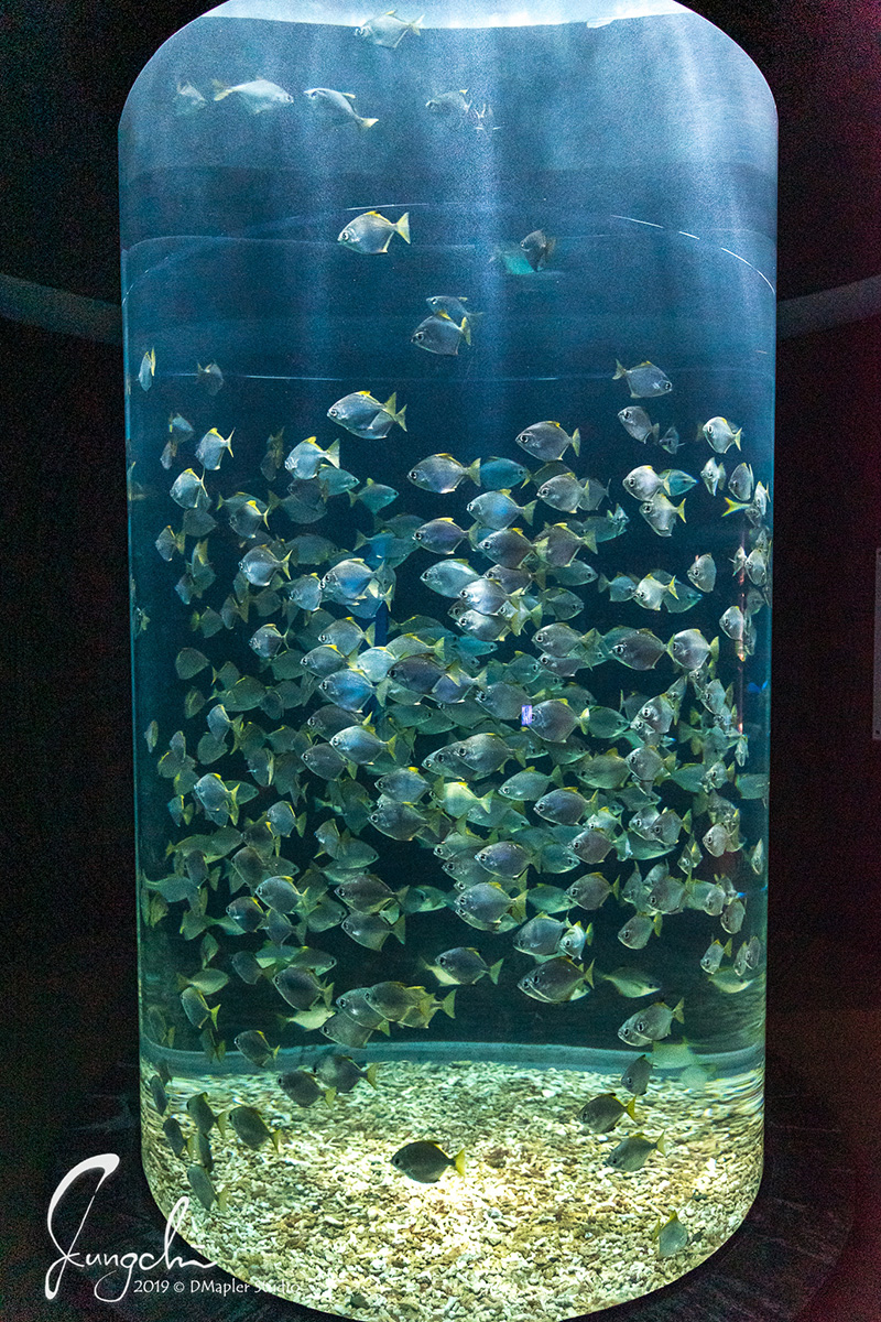 屏東車城|國立海洋生物博物館|南台灣最熱門親子景點、夜宿海生館