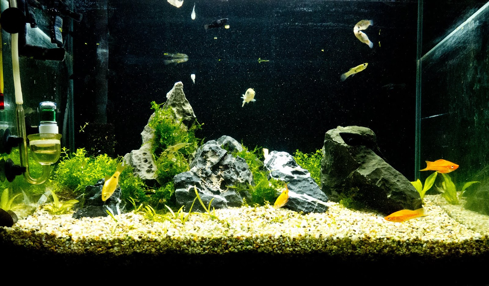 AQUA｜泡一泡鹽酸之黑奇石