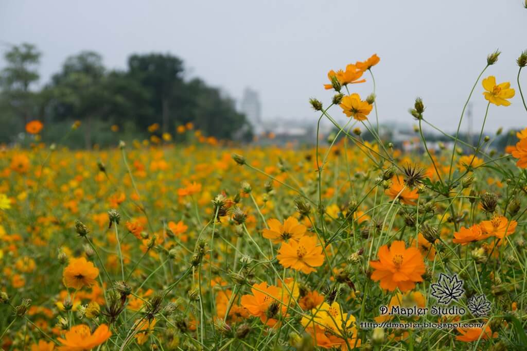 高雄橋頭｜2012花田囍事