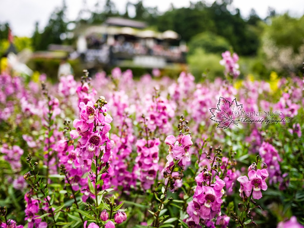 南投仁愛｜清境小瑞士花園