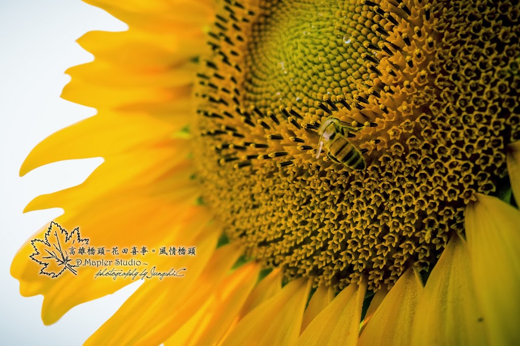 高雄橋頭｜2013花田喜事。風情橋頭