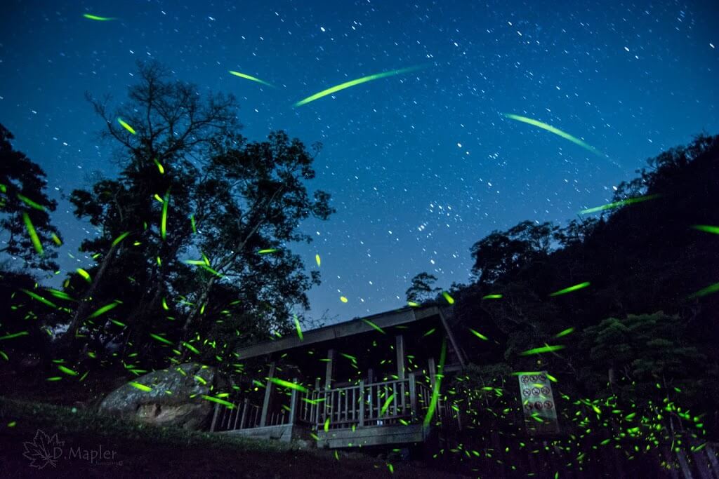 嘉義瑞里｜賞流螢!