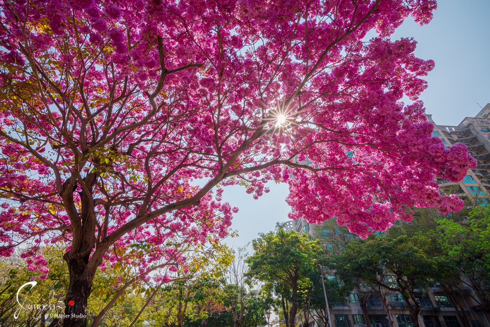 高雄前鎮｜民權國小｜紅花風鈴木全面盛開